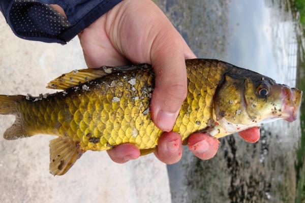 钓黄金鲫饵料配方大全