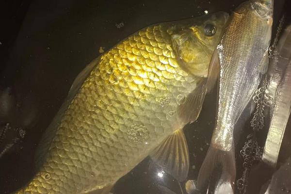 钓黄金鲫饵料配方大全