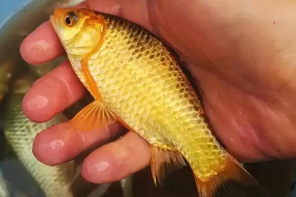 钓黄金鲫饵料配方大全