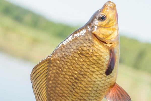 钓黄金鲫饵料配方大全