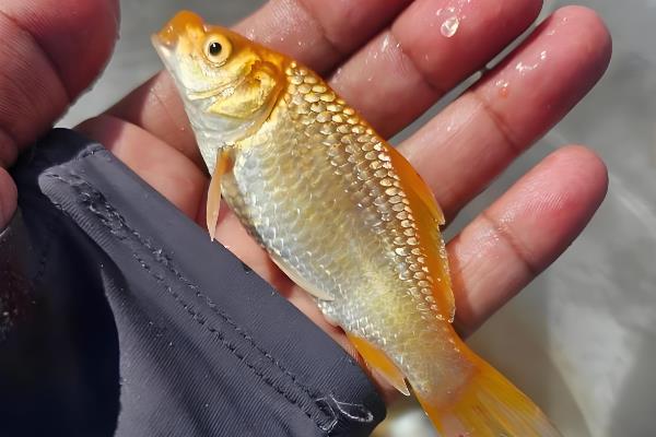 钓黄金鲫用多大的线组？