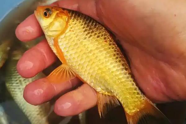 钓黄金鲫用多大的线组？