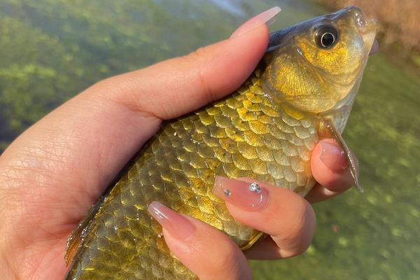 钓黄金鲫用多大的线组？