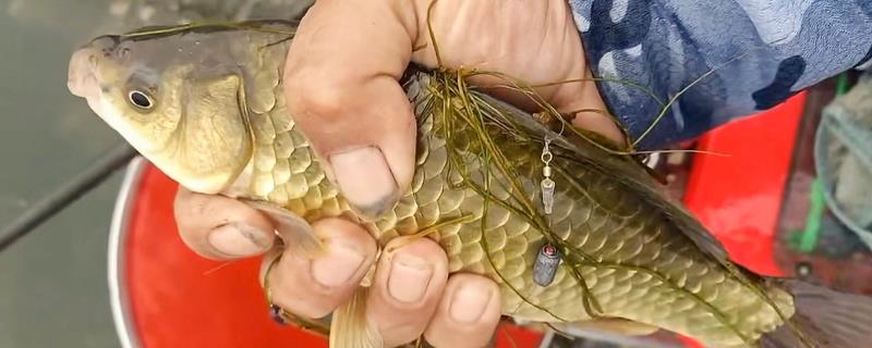 钓黄金鲫用几号鱼钩?