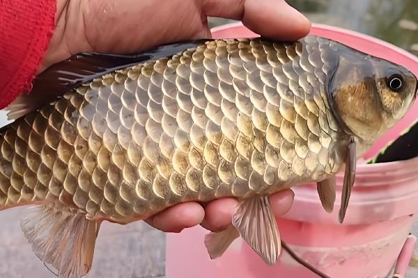 钓黄金鲫用几号鱼钩?