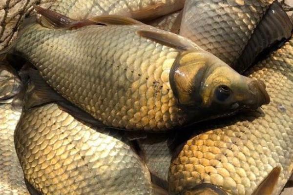 钓黄金鲫用几号鱼钩?