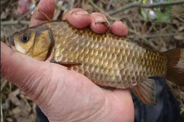 钓黄金鲫用几号鱼钩?