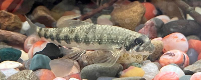 饰鳍鳢是什么鱼？