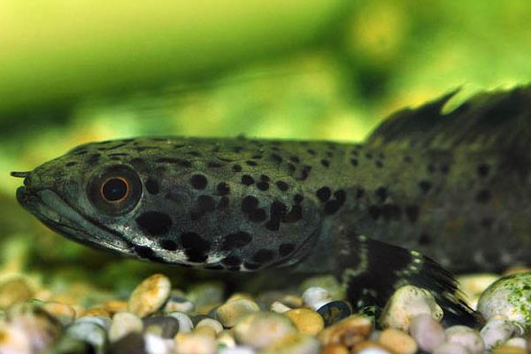 饰鳍鳢是什么鱼？