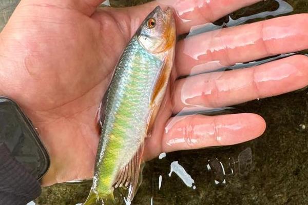 饰鳍鳢是什么鱼？