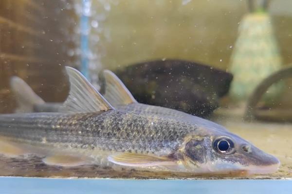 钝吻鳢是什么鱼？