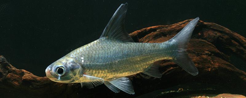 钝吻鳢是什么鱼？