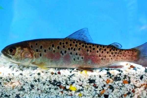 钝吻鳢是什么鱼？