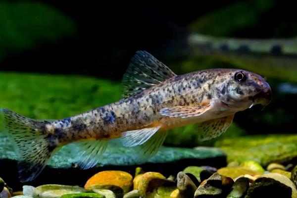 钝吻鳢是什么鱼？