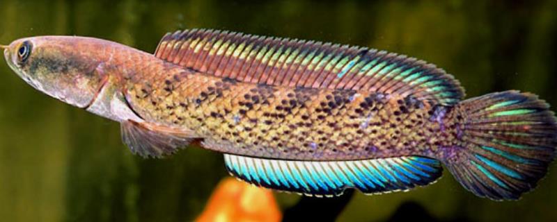 翠鳢是什么鱼？