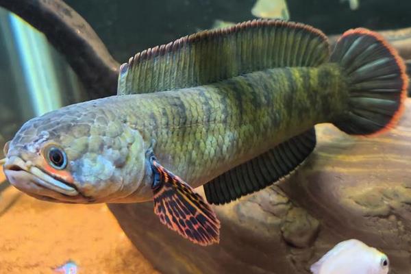 翠鳢是什么鱼？