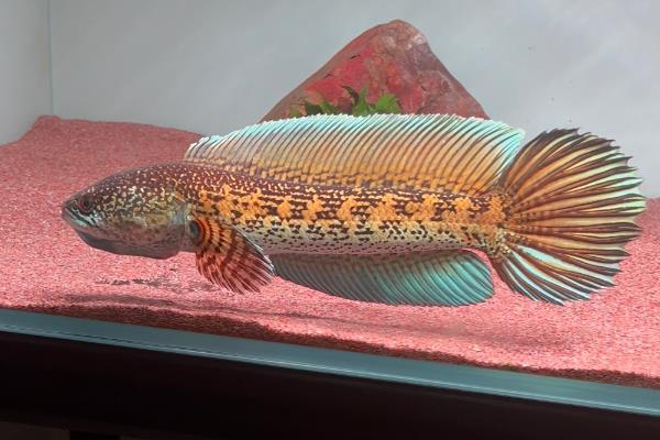 翠鳢是什么鱼？