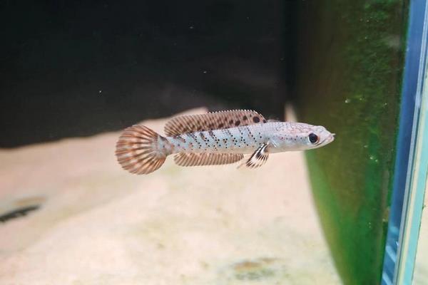 翠鳢是什么鱼？