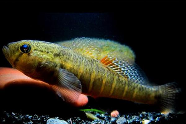 豹纹鳢是什么鱼？