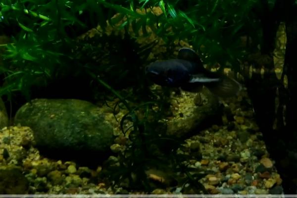 豹纹鳢是什么鱼？