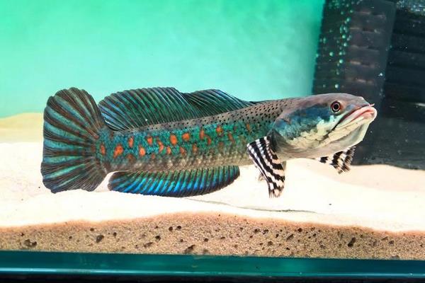 美鳢是什么鱼？