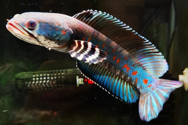 美鳢是什么鱼？