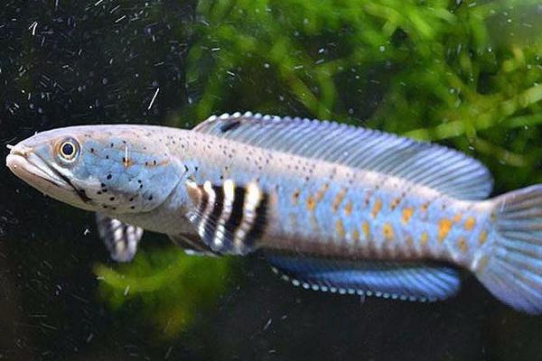 美鳢是什么鱼？