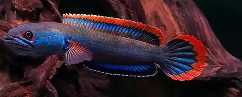 缅甸鳢是什么鱼？