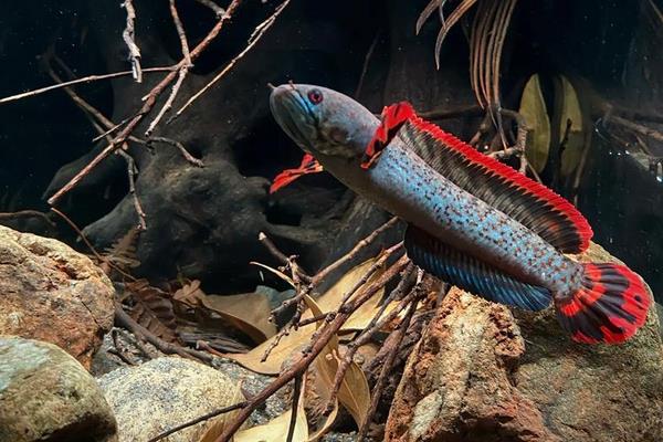 缅甸鳢是什么鱼？