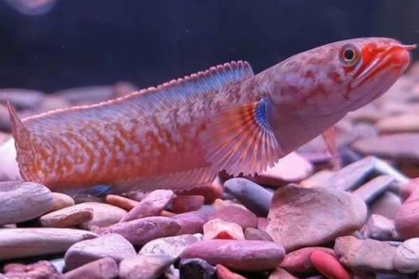 缅甸鳢是什么鱼？