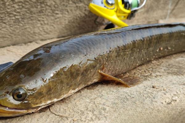 线鳢是什么鱼？