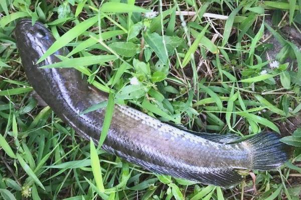 线鳢是什么鱼？