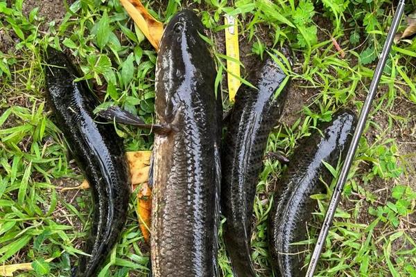 线鳢是什么鱼？