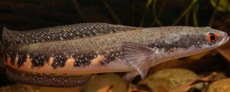 眼鳢是什么鱼？