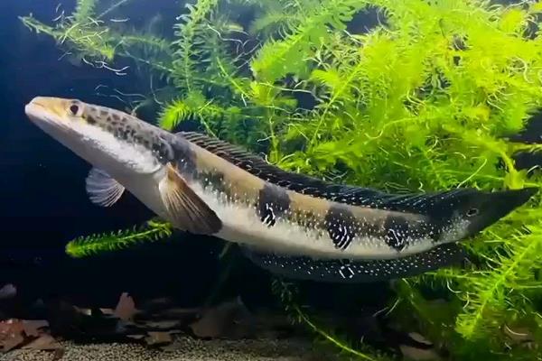 眼鳢是什么鱼？