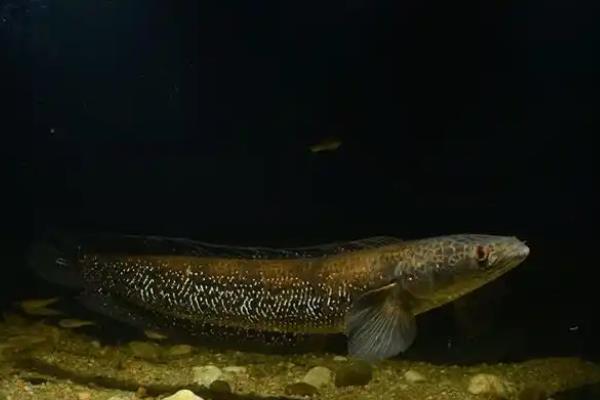 眼鳢是什么鱼？