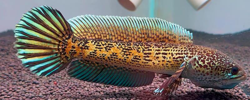 橙斑鳢是什么鱼？