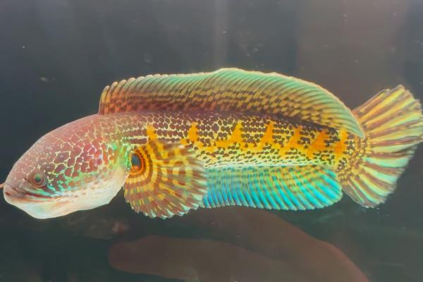 橙斑鳢是什么鱼？