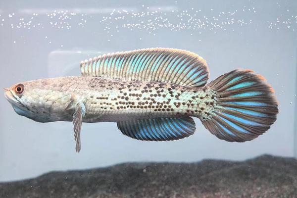 橙斑鳢是什么鱼？