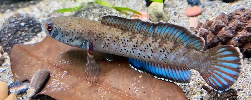 条纹鳢是什么鱼?