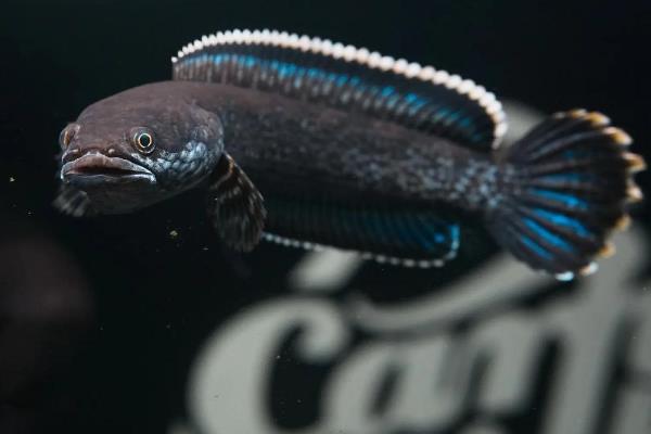 条纹鳢是什么鱼？