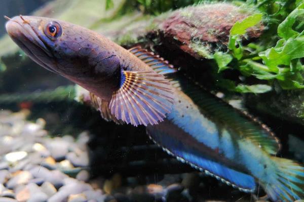 条纹鳢是什么鱼？