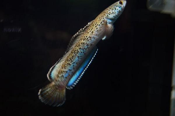 条纹鳢是什么鱼？