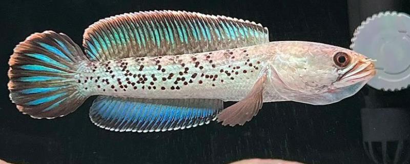 斯氏鳢是什么鱼？