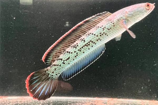 斯氏鳢是什么鱼？