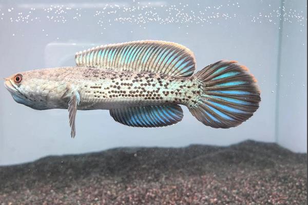 斯氏鳢是什么鱼？