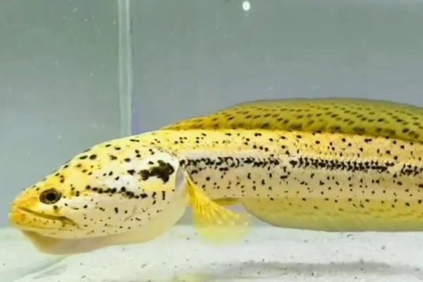 斑卡鳢是什么鱼？