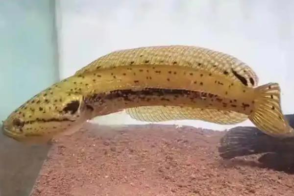 斑卡鳢是什么鱼？