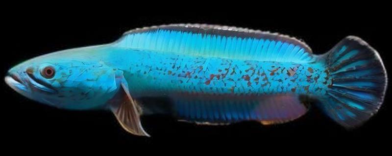 带鳢是什么鱼？