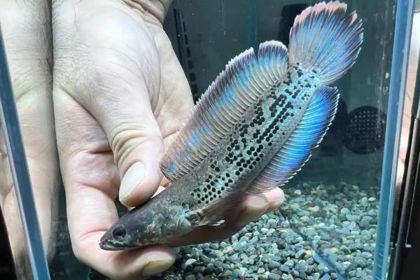 带鳢是什么鱼？